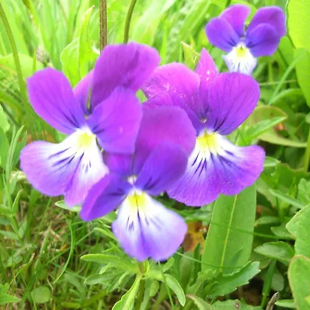 Bastides Du Mezenc Bed & Breakfast 3*