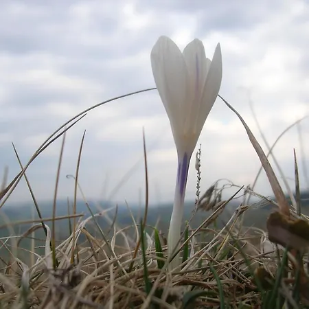 Bastides Du Mezenc 3* Saint-Front (Haute-Loire)